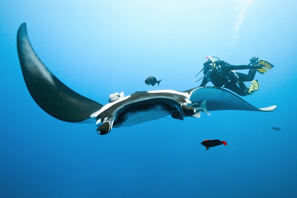 Manta rays and snorkeling